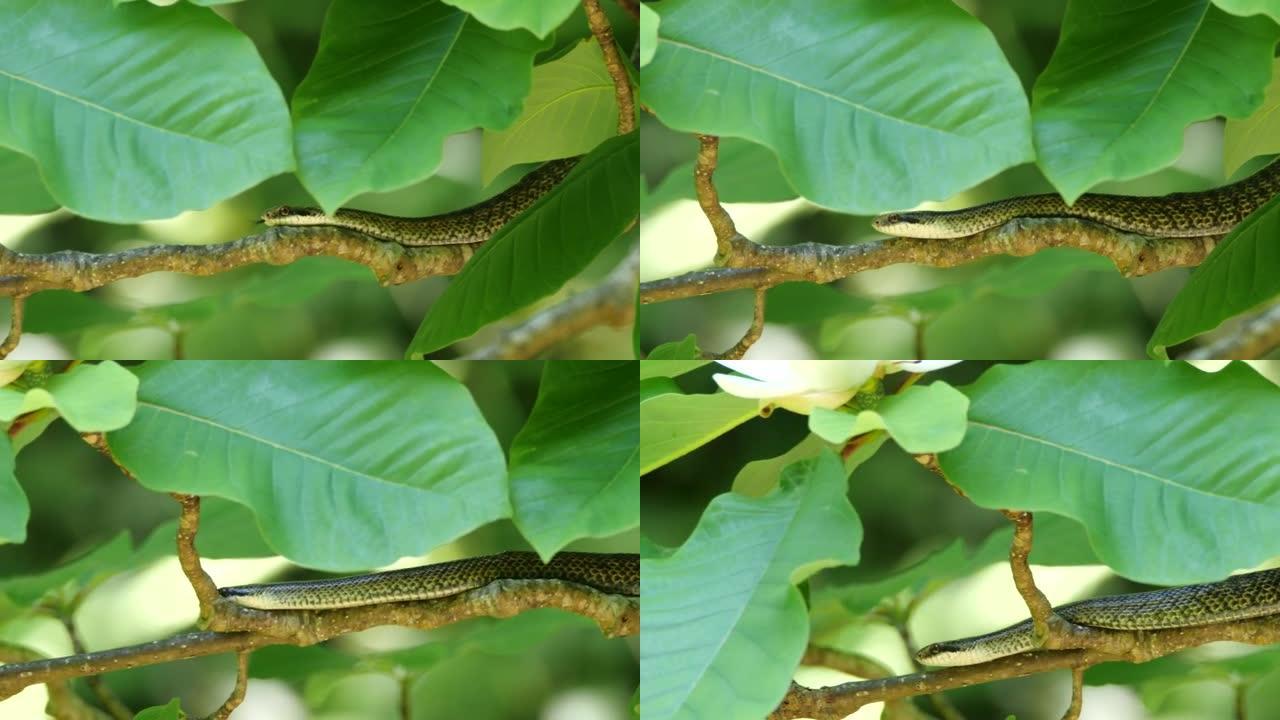 石湾岛木兰obovata上的日本条纹蛇