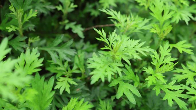 4K雨露艾草嫩叶自然野生