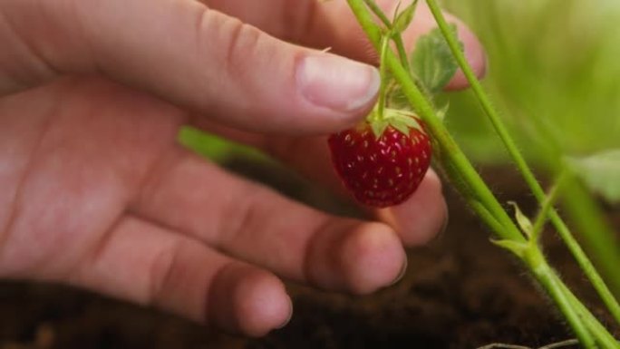 在发芽特写上触摸成熟的红色草莓，用手握住地面上的浆果生长的小苗，园艺护理和热爱农业