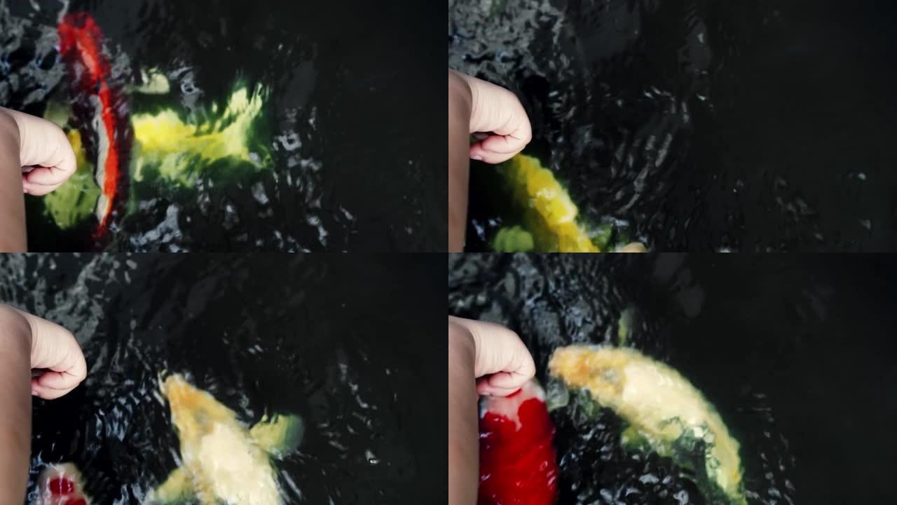 俯视图特写人在水面上用手指手玩着五颜六色的锦鲤，可爱的动物宠物喜欢鲤鱼锦鲤在池塘里游泳，水是黑色的，