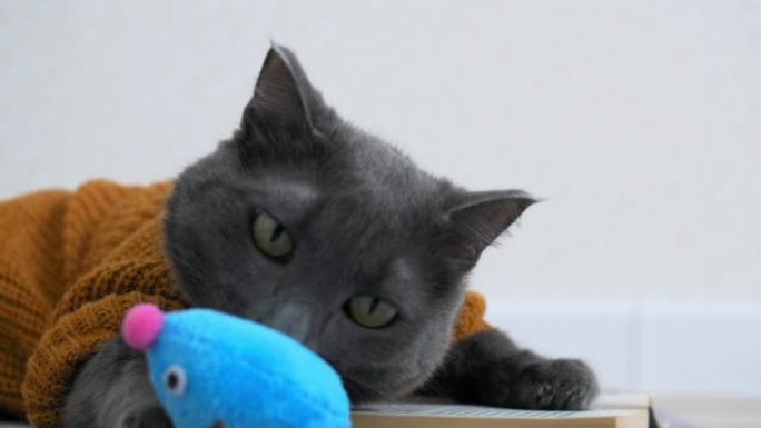 一只漂亮的灰猫穿着针织开衫，躺在一张铺着书的垫子上。一个老鼠形式的玩具被扔给她，猫嗅它，舔它的嘴唇