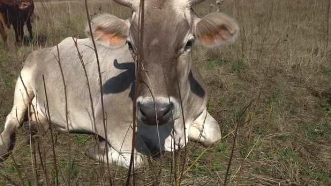 灰牛躺在草地上的草地上，田野近在咫尺。晴天