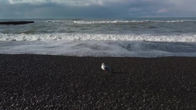 海鸥