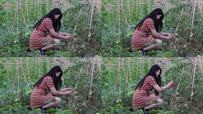 美女采摘西红柿