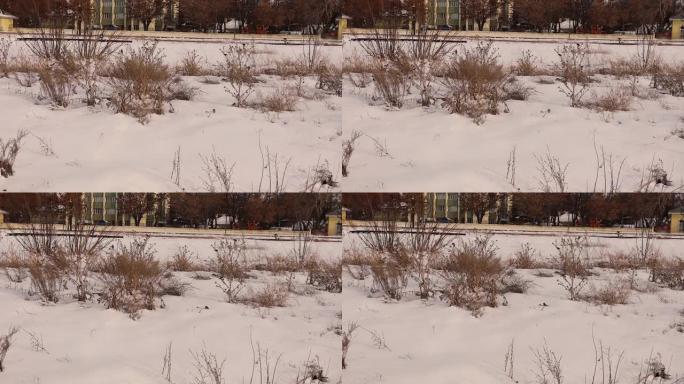 金翅雀在冬天在城市附近的雪中寻找食物 (多刺植物的种子)。
土耳其的埃尔祖鲁姆。
美丽的歌曲鸟，麻雀