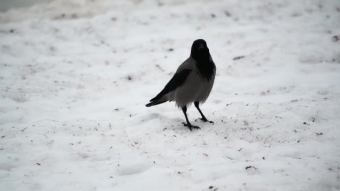 一只孤独的灰色乌鸦走在雪皮上。饥饿的鸟正试图寻找饲料。冬季。特写