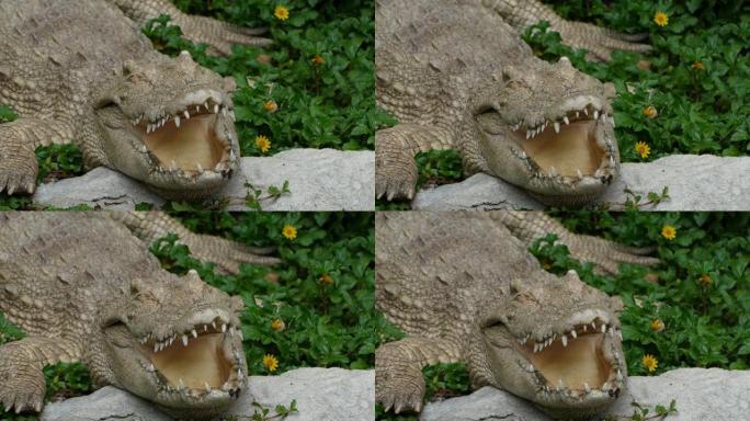 大嘴巴的鳄鱼。