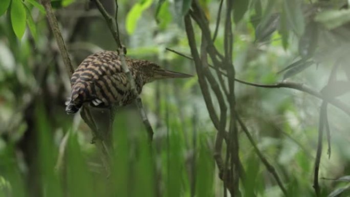 巴拿马红斑虎鹭宣传片实拍视频素材