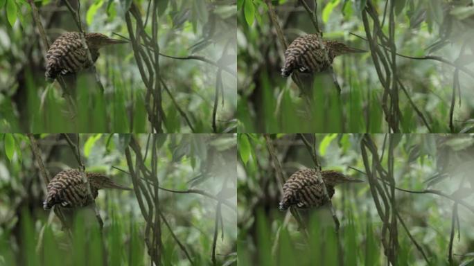 巴拿马红斑虎鹭宣传片实拍视频素材