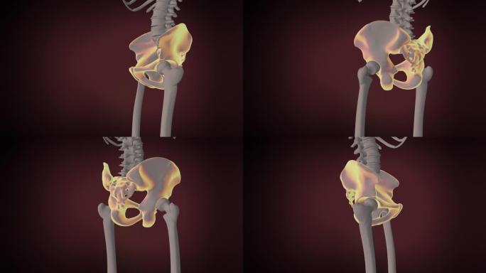 人体骨骼系统骨盆带