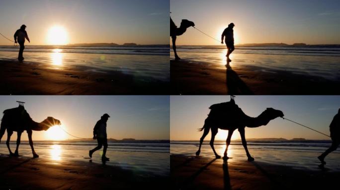 一个男人的剪影与单峰骆驼在日落时分在海滩的索维拉，摩洛哥。美丽宁静的风景背景，背光。旅游目的地Ess