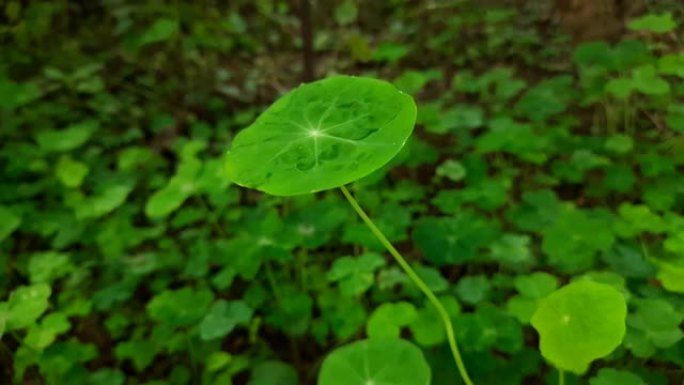 金莲花花叶。