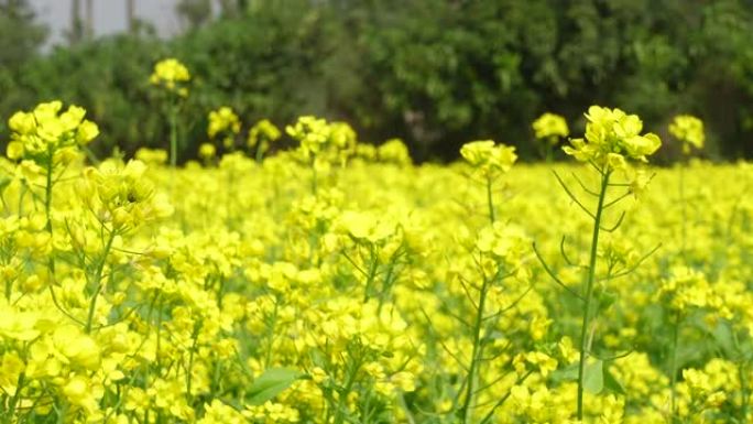 黄芥末花开满了田地。黄色花朵背景。4k视频。