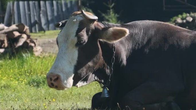 牛躺在草坪上，看着相机，从鼻孔呼出蒸汽