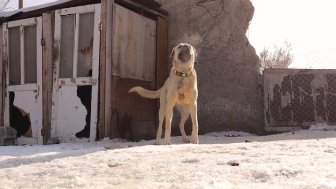 吠叫的狗。
愤怒的狗凶猛地守卫着。
村庄里被雪包围的土耳其袋鼠公狗。
看门狗在冬天寒冷的天气里守卫着