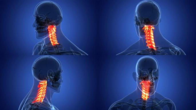 脊髓脊柱颈椎人体骨骼系统解剖动画概念