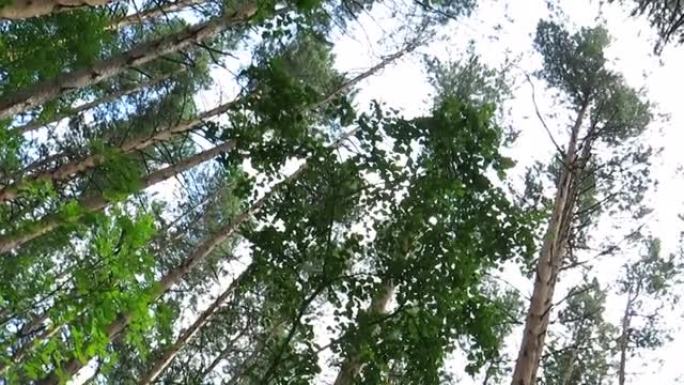 西伯利亚针叶林夏季的松林树冠