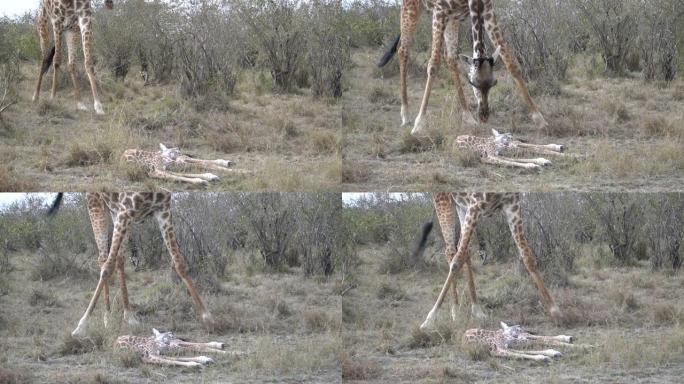 长颈鹿妈妈清理了她死去的婴儿的咬伤。