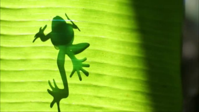 青蛙或河蟾蜍在叶子上的轮廓。食虫蛙生活在淡水或陆地上。青蛙有粗糙的皮肤和结节。两栖动物视频。