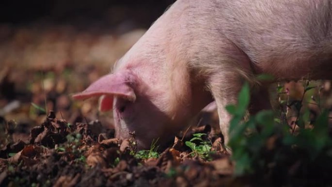 小猪在地里找食物小猪在地里找食物养猪