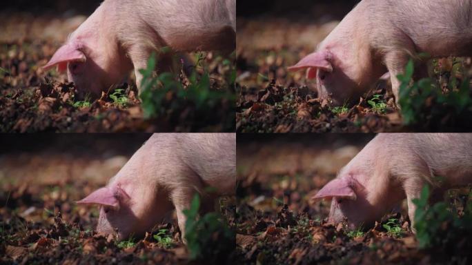 小猪在地里找食物小猪在地里找食物养猪