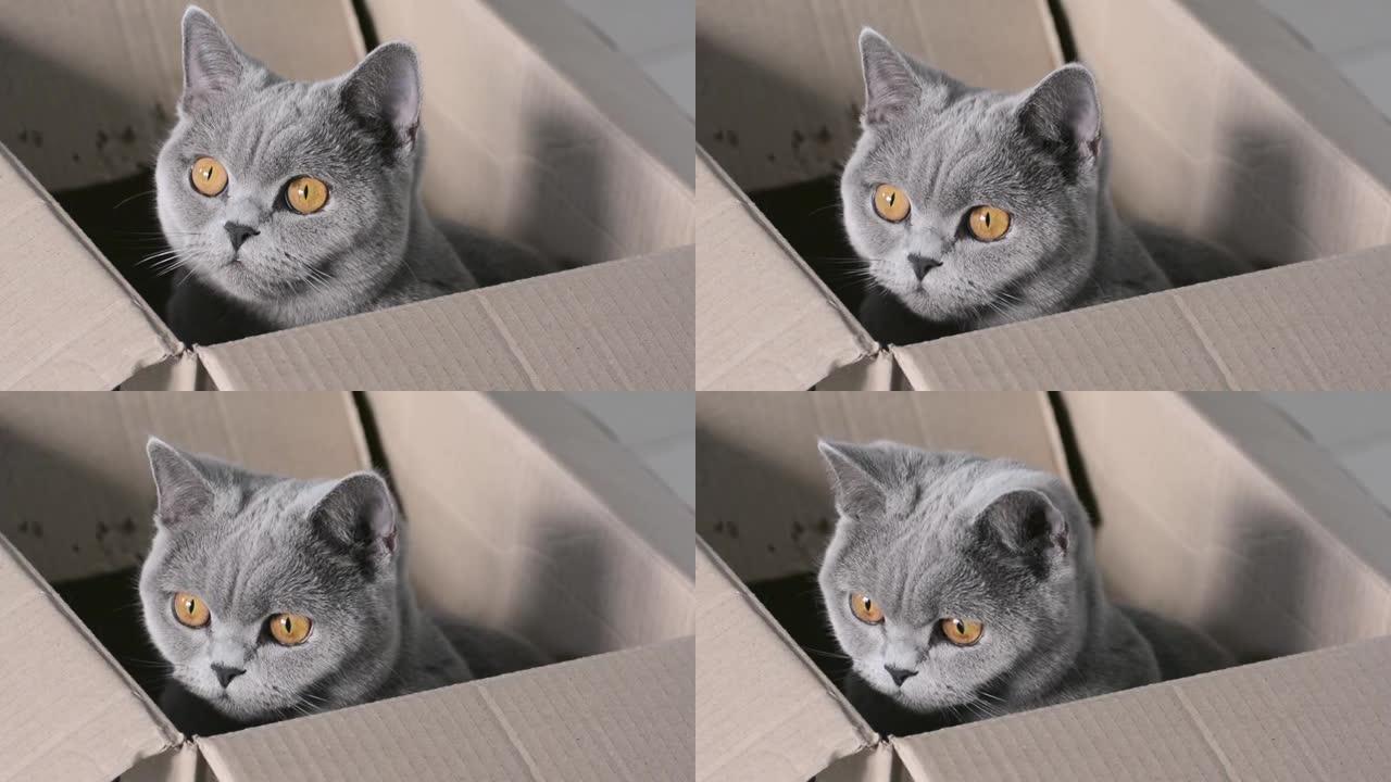 一只可爱的灰色好奇猫，有着富有表现力的铜眼睛，坐在一个纸板箱里，然后跳出它。英国短毛种。