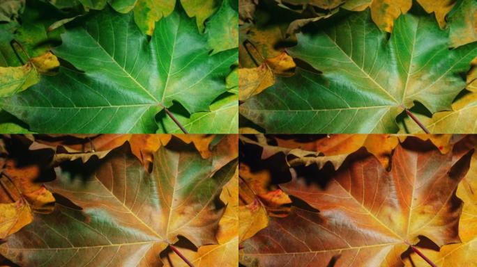 特写细节树叶的延时在秋天干燥并变色。绿色的秋叶变得黄色和橙色。季节变化时的植物叶片质地老化