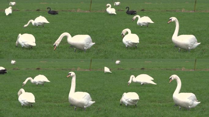 黑天鹅和白天鹅在草地上觅食，农田