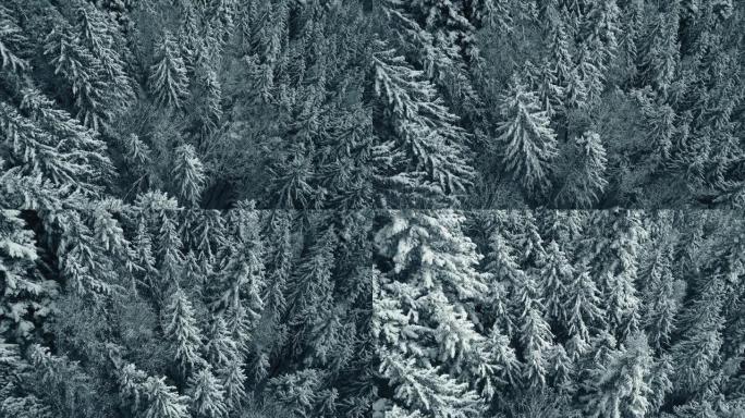 空中自上而下的无人机视图冬季混交林。