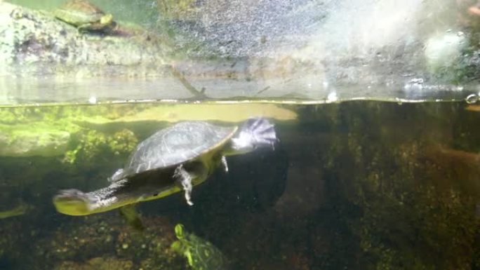 麦考德的蛇颈龟在水族馆游泳