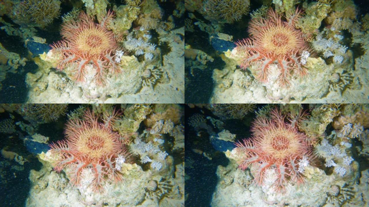 热带珊瑚礁上的刺冠海星