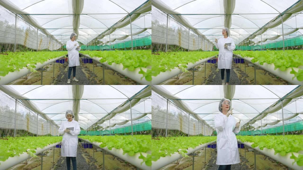 亚洲女性科学家使用设备和数字平板电脑在温室实验中检查水培植物中有机蔬菜实验的质量和数量结果。