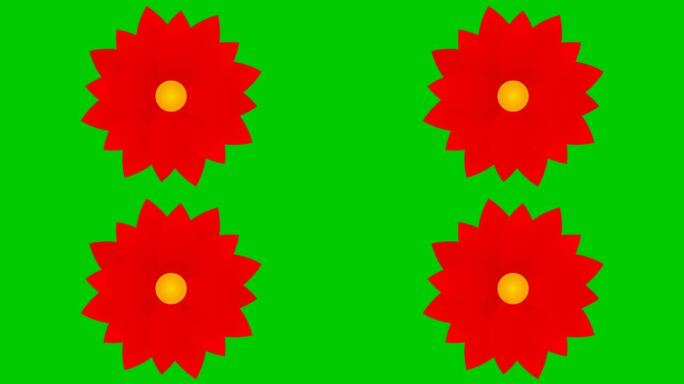 动画红花开花。矢量插图孤立在绿色背景上。