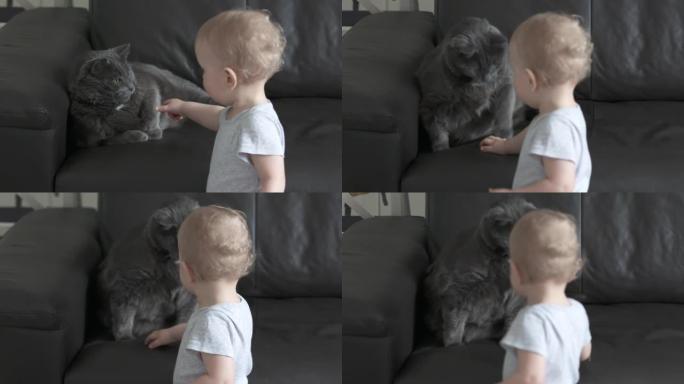 一岁的男婴与灰猫一起在家里度过，孩子试图触摸家猫，猫对婴儿的攻击行为。