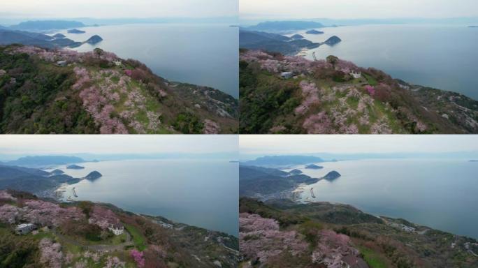 香川县三洋市的盐得山的樱花和濑户内海