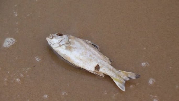 海滩上的一条死鱼