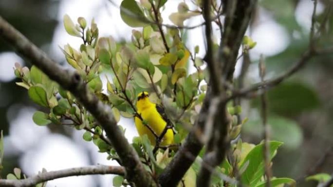 热带黄鸟，巴拿马特写空镜树枝
