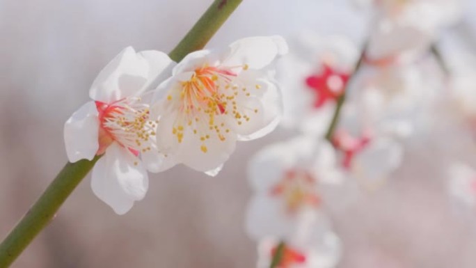 美丽盛开的梅花，神奈川县Soga plum Grove