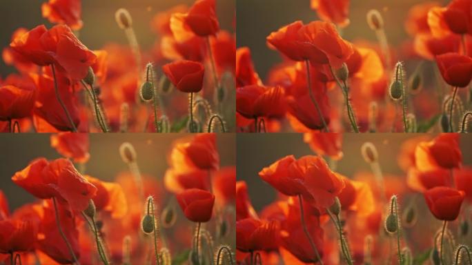 盛开的红色罂粟花花苞花骨朵田园光影毒品种