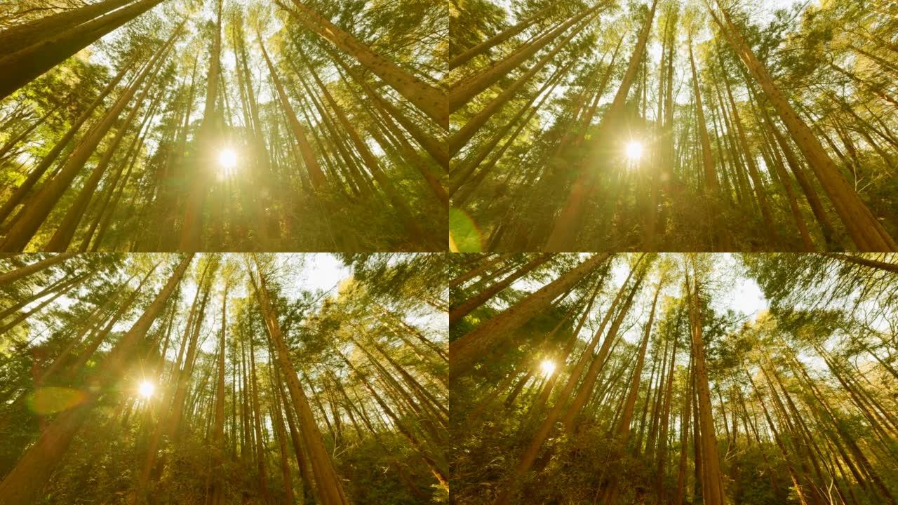 黄昏之光中的森林唯美阳光森林树叶逆光竹林