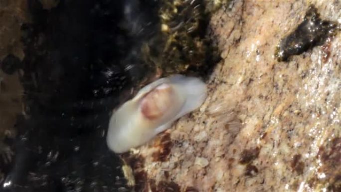 低潮期间海蛞蝓在岩石周围移动