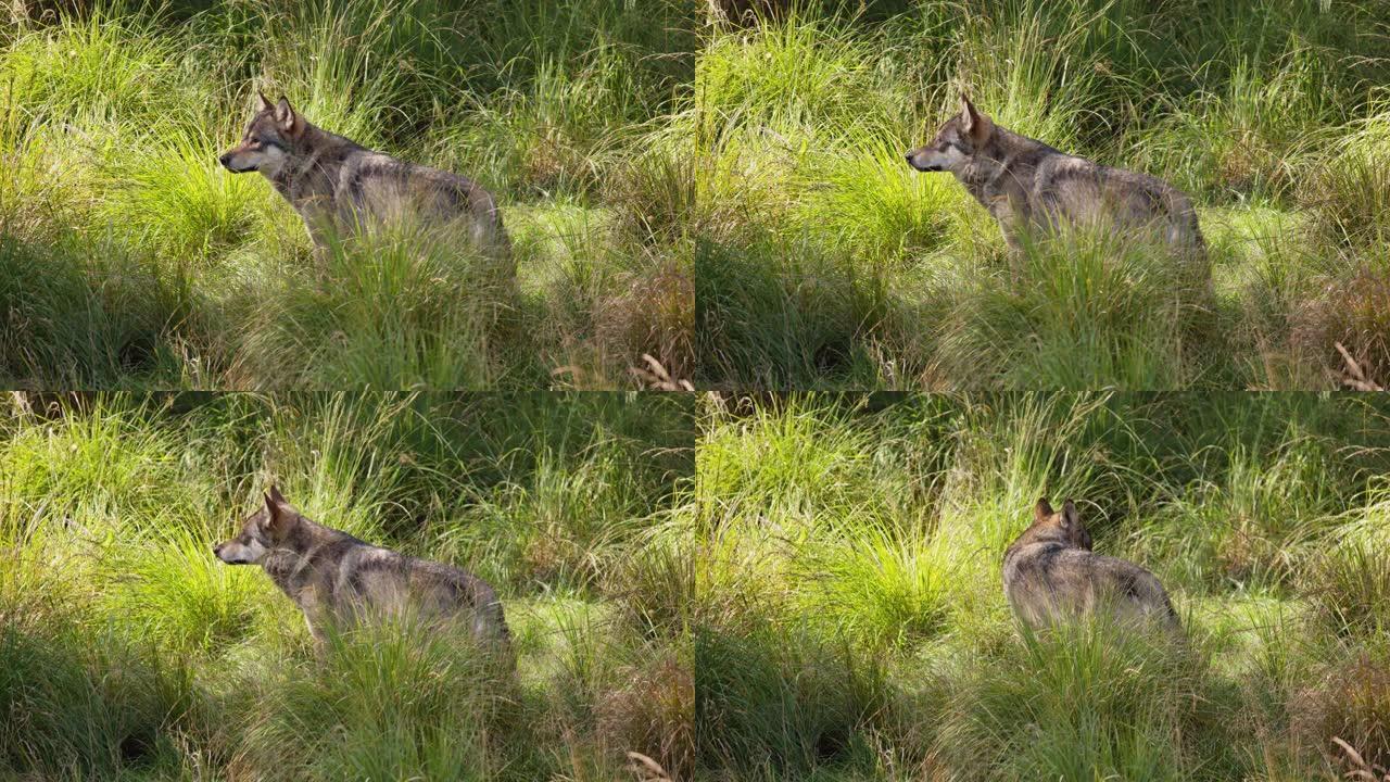 孤独的成年灰狼在森林中的竞争对手和危险之后