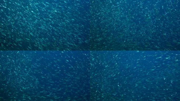蓝色的大浅滩，精致的圆形鲱鱼或蓝背的浅滩 (Spratelloides delicatulus)。大