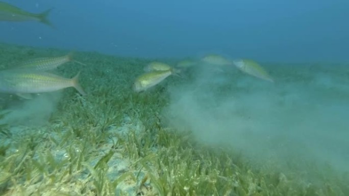 山羊鱼的浅滩以绿色海草覆盖的沙底为食。黑马鞍山羊鱼或两盆山羊鱼-冬凌草。埃及红海