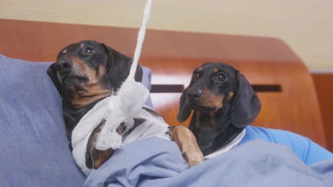 可怜的腊肠狗在事故发生后躺在医院病房，用石膏折断的爪子用特殊的悬挂系统固定，这样宠物在愈合过程中不会