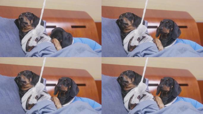 可怜的腊肠狗在事故发生后躺在医院病房，用石膏折断的爪子用特殊的悬挂系统固定，这样宠物在愈合过程中不会