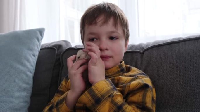 小男孩抱着一只可爱的蓬松仓鼠