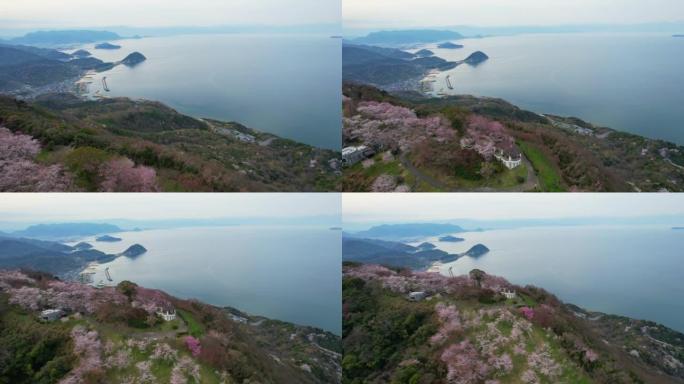 香川县三洋市的盐得山的樱花和濑户内海