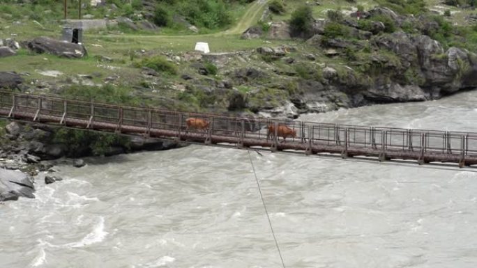 慢动作拍摄在流动的河上的桥梁，牛在行走