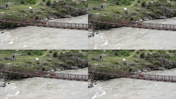 慢动作拍摄在流动的河上的桥梁，牛在行走